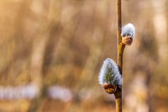 Willow branch with catkins, spring background with willow buds. Copy space for text stock photos Willow branch with catkins, spring background with willow buds. Copy space for text stock photos