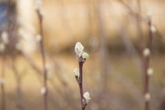 Willow branches with buds on the background of the spring sky stock photos Willow branches with buds on the background of the spring sky stock photos
