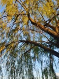 Willow by dusk royalty free stock images Willow by dusk royalty free stock images