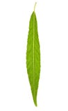 Willow Leaf Royalty Free Stock Photo