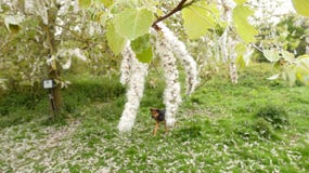 Willow Saille Tree Catkins blanca en la primavera 3 foto de archivo libre de regalías Willow Saille Tree Catkins blanca en la primavera 3 foto de archivo libre de regalías