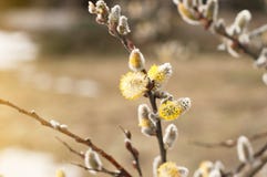 Willow Salix-caprea verzweigt sich mit den Knospen, die im Vorfr?hling bl?hen stockfoto Willow Salix-caprea verzweigt sich mit den Knospen, die im Vorfr?hling bl?hen stockfoto