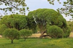 Willows in the background. royalty free stock photo Willows in the background. royalty free stock photo