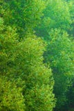 Willows In A Gauze Stock Images Willows In A Gauze Stock Images