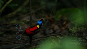 Wilsons Paradiesvogel konkurrierend, um eine Frau durch das Tanzen in den Trübsinn des Waldbodens anzuziehen stockbild Wilsons Paradiesvogel konkurrierend, um eine Frau durch das Tanzen in den Trübsinn des Waldbodens anzuziehen stockbild
