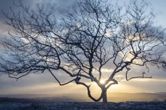 Wind-blown Tree Royalty Free Stock Image Wind-blown Tree Royalty Free Stock Image