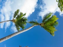 Wind en palmen op het strand van Catalonië Bavaro in de Dominicaanse Republiek royalty-vrije stock fotografie Wind en palmen op het strand van Catalonië Bavaro in de Dominicaanse Republiek royalty-vrije stock fotografie