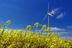 Wind Farm And &x28;canola&x29; Field. Spring Flowers Background And Blue Sky Stock Photography Wind Farm And &x28;canola&x29; Field. Spring Flowers Background And Blue Sky Stock Photography