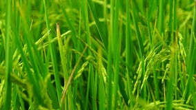 Wind slow blowing rice paddy in rice fields and rice plantation in Thailand. Organic rice farm in Asian. Agriculture. Main dishes stock footage Wind slow blowing rice paddy in rice fields and rice plantation in Thailand. Organic rice farm in Asian. Agriculture. Main dishes stock footage