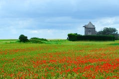 Windmill And Poppy Field Stock Photo Windmill And Poppy Field Stock Photo