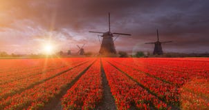 Windmolen met tulpengebied in Holland royalty-vrije stock afbeeldingen Windmolen met tulpengebied in Holland royalty-vrije stock afbeeldingen