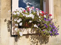 Window Garden Flower Box Royalty Free Stock Image Window Garden Flower Box Royalty Free Stock Image