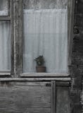 Window in an old wooden house with a flower on the windowsill royalty free stock image Window in an old wooden house with a flower on the windowsill royalty free stock image