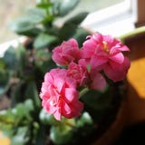 Pink flower royalty free stock photography Pink flower royalty free stock photography