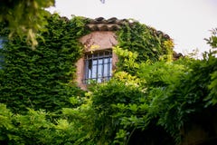 Window is withered in plants royalty free stock image Window is withered in plants royalty free stock image