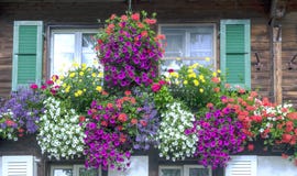 Windows con i fiori immagine stock libera da diritti Windows con i fiori immagine stock libera da diritti