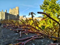 Windsor/Μεγάλη Βρετανία - 2 Νοεμβρίου 2016: Τοίχοι, κτήρια και πύργοι του Windsor Castle μια ηλιόλουστη ημέρα στοκ φωτογραφία με δικαίωμα ελεύθερης χρήσης Windsor/Μεγάλη Βρετανία - 2 Νοεμβρίου 2016: Τοίχοι, κτήρια και πύργοι του Windsor Castle μια ηλιόλουστη ημέρα στοκ φωτογραφία με δικαίωμα ελεύθερης χρήσης
