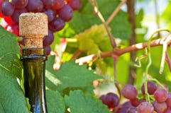 Wine And Grapes Stock Images