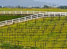 Wine Country Vineyard, Southern California