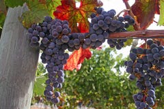 Wine Grapes Stock Images