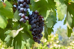 Wine industry on Cyprus island, bunches of ripe black grapes hanging on Cypriot vineyards located on south slopes of Troodos