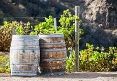 Wine Kegs And Grapevines In A Vineyard Royalty Free Stock Images