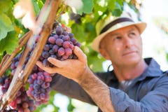 Winegrower man in straw hat picking ripe grapes royalty free stock image Winegrower man in straw hat picking ripe grapes royalty free stock image