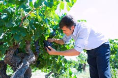 Winemaker oenologist checking bobal wine grapes stock photos Winemaker oenologist checking bobal wine grapes stock photos
