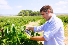 Winemaker oenologist checking bobal wine grapes stock photography Winemaker oenologist checking bobal wine grapes stock photography