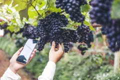 Winemaker женщины Agronomist используя смартфон проверяя виноградины в винограднике стоковое фото rf Winemaker женщины Agronomist используя смартфон проверяя виноградины в винограднике стоковое фото rf