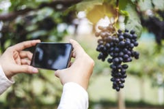 Winemaker женщины Agronomist используя смартфон проверяя виноградины в винограднике стоковая фотография rf Winemaker женщины Agronomist используя смартфон проверяя виноградины в винограднике стоковая фотография rf