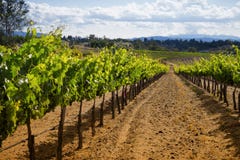 Winery Grape Vines, Temecula, California