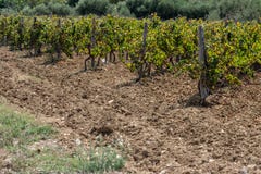 Wineyard σε έναν τομέα Gozo στοκ φωτογραφία με δικαίωμα ελεύθερης χρήσης Wineyard σε έναν τομέα Gozo στοκ φωτογραφία με δικαίωμα ελεύθερης χρήσης
