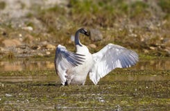 Wing Display majestueux d'un cygne de trompettiste photos stock Wing Display majestueux d'un cygne de trompettiste photos stock