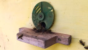 Winged bee slowly flies to beehive collect nectar on private apiary from live flowers. stock video Winged bee slowly flies to beehive collect nectar on private apiary from live flowers. stock video