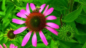 Winged bee slowly flies to the plant, collect nectar for honey on private apiary from flower. stock video Winged bee slowly flies to the plant, collect nectar for honey on private apiary from flower. stock video