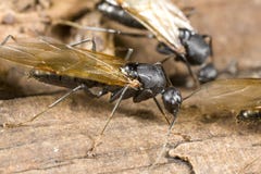 Winged Carpenter Ant Closeup Royalty Free Stock Photos Winged Carpenter Ant Closeup Royalty Free Stock Photos