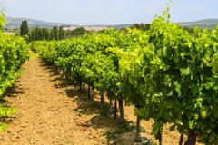 Winnicy w Languedoc Roussillon Obraz Stock Winnicy w Languedoc Roussillon Obraz Stock