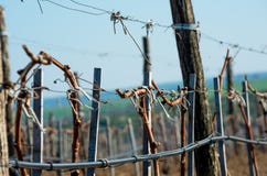 Winnicy z młodymi winogradami zdjęcia stock Winnicy z młodymi winogradami zdjęcia stock
