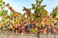 Winogrona na winogradzie, Kalifornia wytwórnia win zdjęcie stock Winogrona na winogradzie, Kalifornia wytwórnia win zdjęcie stock