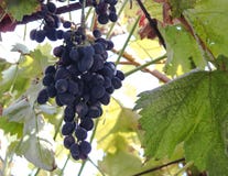 Winogrona na winogradzie Wciąż w rolnika polu tworzącym Mistrzowskim Vintner, Dojrzali winogrona wieszają na winogradzie zdjęcia stock Winogrona na winogradzie Wciąż w rolnika polu tworzącym Mistrzowskim Vintner, Dojrzali winogrona wieszają na winogradzie zdjęcia stock