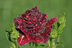 Winsome i uderzająca czerwieni róża z shinning rosa kroplami zdjęcia stock Winsome i uderzająca czerwieni róża z shinning rosa kroplami zdjęcia stock