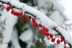 Winter Royalty Free Stock Photo Winter Royalty Free Stock Photo