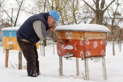 Winter on the apiary. Beekeeper winter monitors the status of bees in the hive. Winter bees in the hives in the yard. stock image Winter on the apiary. Beekeeper winter monitors the status of bees in the hive. Winter bees in the hives in the yard. stock image