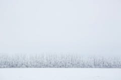 Winter background, landscape. Trees in wonderland. Royalty Free Stock Image Winter background, landscape. Trees in wonderland. Royalty Free Stock Image