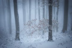 Winter in a beautiful foggy forest stock photo Winter in a beautiful foggy forest stock photo