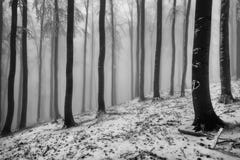 Winter Beech Forest Stock Photography
