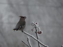 Winter. Bird on the tree. Bird. Rowan berries stock image Winter. Bird on the tree. Bird. Rowan berries stock image