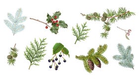 Winter branches set vector illustration Winter branches set vector illustration