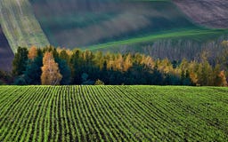 Winter Crops In The Backdrop Of Autumn Bush And Hills.South Moravia.Czech Republic. Stock Images